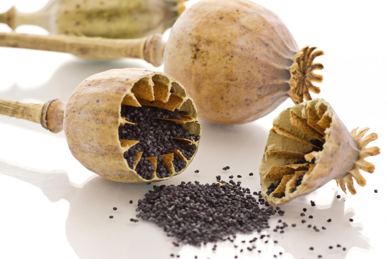غوزه کوکنار (خشخاش) چیست؟ آشنایی با ویژگی‌ها و نکات مهم مصرف