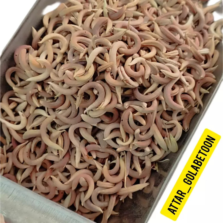 ناخنک(100 گرم)-عطار گلابتون
